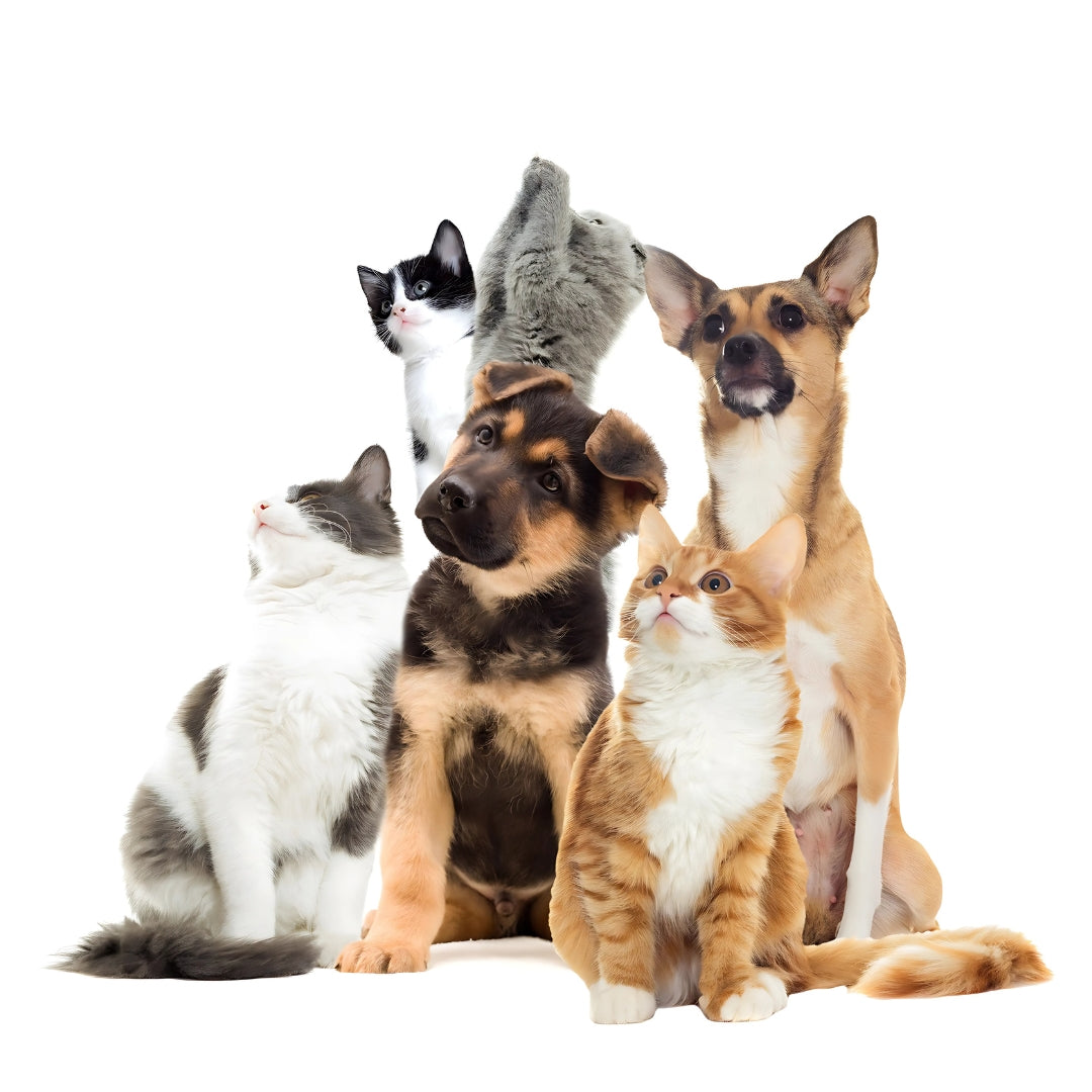 Mascotas